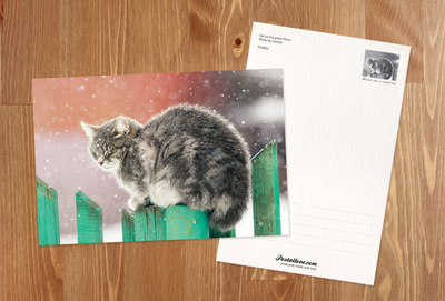 Katze auf grünem Zaun