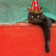 Neujahrskatze