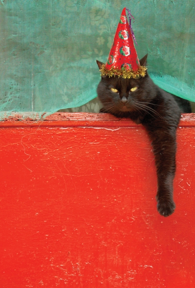 Neujahrskatze