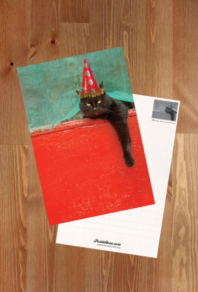 Neujahrskatze