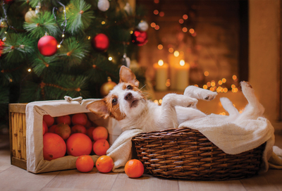 Hund und Weihnachtsbaum