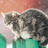 Katze auf grünem Zaun