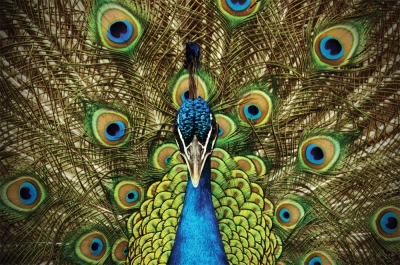 Pfau