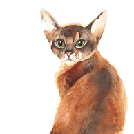 Abessinier, Aquarell