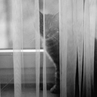 Agata Dobrzańska - Katze hinter dem Vorhang