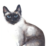 Siamkatze Aquarell