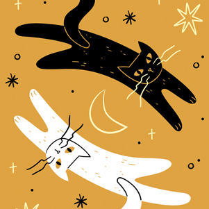 Weiße Katze & schwarze Katze