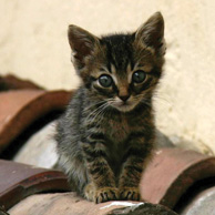 Lesezeichen - Katze auf dem Dach