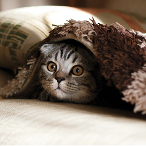 Katzen-Kuckuck