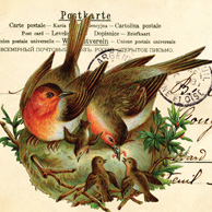 Familie der Rotkehlchen-Collage 