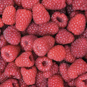 Himbeeren