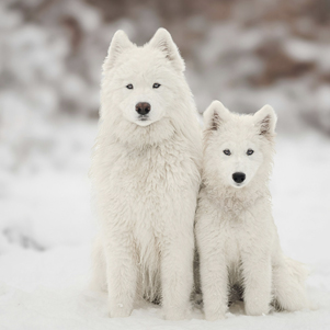 Winterfreunde