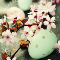 Osterapfelblüten