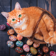 Rostrote Katze & Ostereier