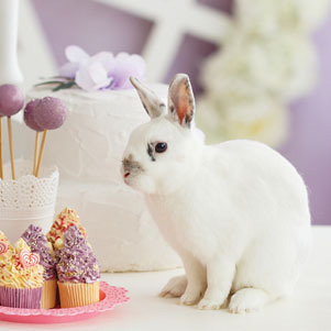 Weißes Kaninchen mit Napfkuchen und Lutschern