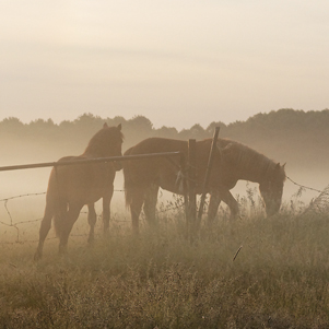 Poland - Love to be here... - Herbstlandschaft mit Pferden