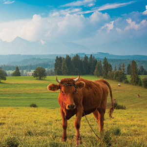 Poland - Love to be here... - Landschaft mit einer Kuh, Pieniny-Bergen
