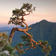 Poland - Love to be here... - Pieniny-Bergen, Kiefer