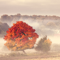 Poland - Love to be here...  - Pommern - Herbstbaum