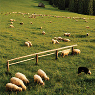 Poland - Love to be here...  - Schäfchen