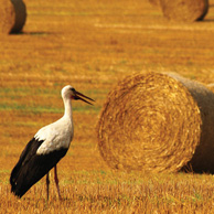 Poland - Love to be here...  - Storch