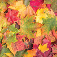Herbstblätter