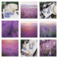 Lavendel-Mosaik