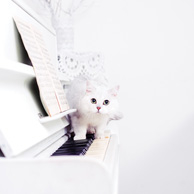Weiße Katze auf dem Klavier