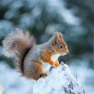 Winter-Eichhörnchen