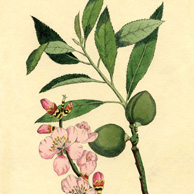 Botanische Illustration - Mandelbaum