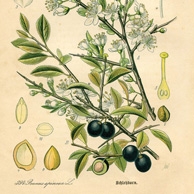 botanische Illustration - Schlehdorn