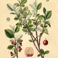 Botanische Illustration - Cotoneaster