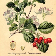 Botanische Illustration - Weißdorn