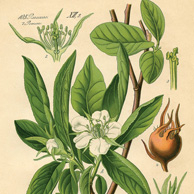 botanische Illustration - Mispeln
