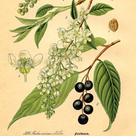 Botanische Illustration - Schwarzkirsche
