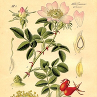 Botanische Illustration - Wildrose