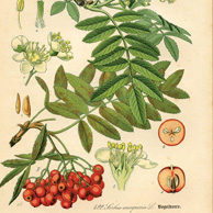 Botanische Illustration - Vogelbeerbaum