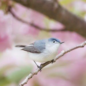 Braungraue Brachvogel