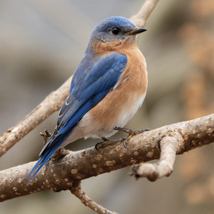 Rotkehlchen-Blaukehlchen