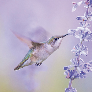 Kolibri