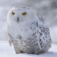 Eule im Schnee