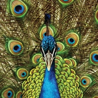 Pfau