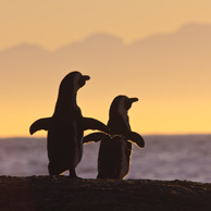 Pinguine