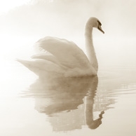 Schwan