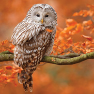 Herbst-Eule