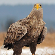 Seeadler
