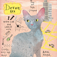 Devon Rex Katze