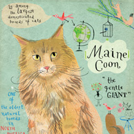 Maine Coon Katze