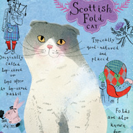 Schottische Katze
