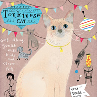 Tonkinese Katze